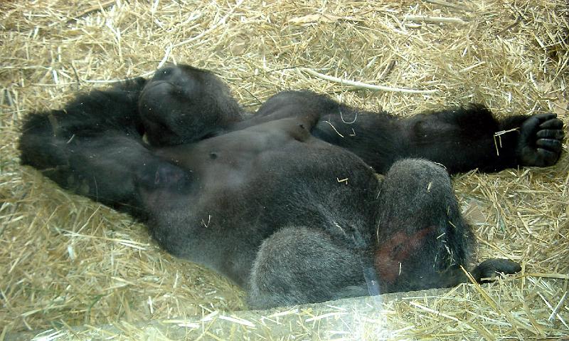 IMGP4939.JPG - The Gorilla having a snooze